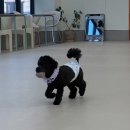 가오유치원 | 동물의 왕국🐶🐱