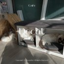 디캣 | 홍대 신촌 이색 데이트코스 놀거리 랙돌 고양이 카페 디캣 후기