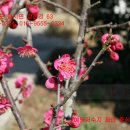 광시면016 Daum카페