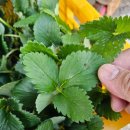 한농종묘사 이미지