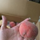 홈쇼핑에서 산 복숭아 이미지