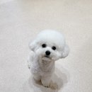 개들의 집 펫살롱 | 동대문구 장안동 애견미용 '숑숑펫살롱' 비숑 미용 퍼펙트 하던데요? 3번째 방문 리얼 후기!