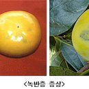 9월 단감 재배 기술 정보 이미지