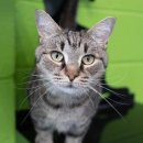 데일리도그(DAILY DOG) 이미지