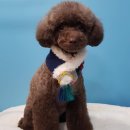 슈슈펫살롱 이미지