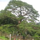 신비의소나무 앞 이미지