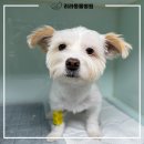 리라동물병원 이미지