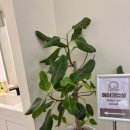 광명리더스치과의원 이미지