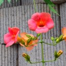 정재초교길 이미지