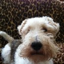 곱슬강아지 이미지