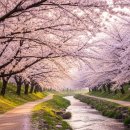 대방마을회관 | 여의도 석촌호수 말고요, 진짜 한적한 벚꽃 숨은 스팟 6곳 직접 찾아봤어요