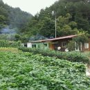 버들치민박 이미지