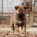 다솜켄넬 이미지