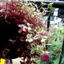 싱글 스크린 골프 이미지