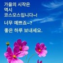 코스모스 - 김제시 동서9길 25 | 코스모스