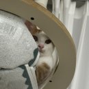 고양이호텔 무냥무냥 김해점 이미지