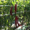 서재철농장 이미지