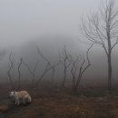 강인목장 이미지