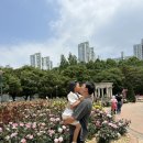 올림픽공원남2문 | 아이랑 올림픽공원 장미광장 주차 실시간 개화 상태 주말 나들이