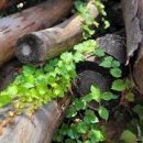 비아이비 이미지