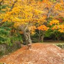 신다문화행정사 이미지