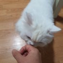 보듬펫 | 집사의 분리불안을 해결해주는 펫시터 캣시터 서비스 후기 (보듬온, 지인방문탁묘)