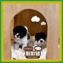 퍼피댕 강아지분양 안심분양소 광명점 말티푸 미니비숑 토이푸들 이미지