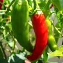 빨간고추 이미지