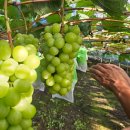 진아농장 | [진아네농장] 고당도 프리미엄 샤인머스켓, 산지직송으로 더 신선하게 / 할인특가