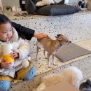 안녕, 강아지 이미지