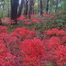 두루봉근린공원 이미지