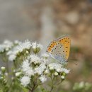 경천교회 이미지