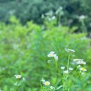 상대마을(향기마을) 이미지