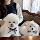 러비도기 이미지