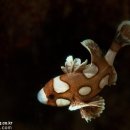 스위트림 이미지