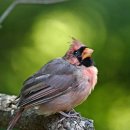 아침의 새소리 이미지