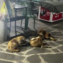 내야내야 똥강아지 이미지