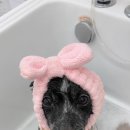 엉클독 애견유치원 이미지