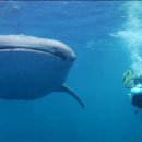 고래리퍼블릭 이미지