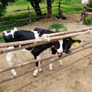 유진목장 이미지