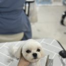 둥둥펫살롱 이미지