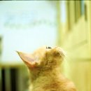 고양이다락방 이미지