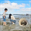 삼봉첫번째약국 | 충남 바다 태안 해루질 삼봉 해수욕장 물때 날씨 맛조개 조개 준비물