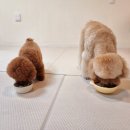 반짝반짝내작은개 이미지