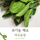 고수농장 | 유기농채소 루꼴라 고수 시금치 간단요리 바오농장