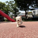 부산강아지분양 유독 이미지