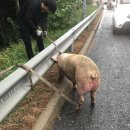 돼지두마리 이미지