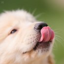 낼름 낼름 이미지