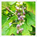 지렌트카 이미지