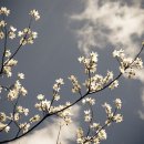 흔들리며 피는 꽃 이미지